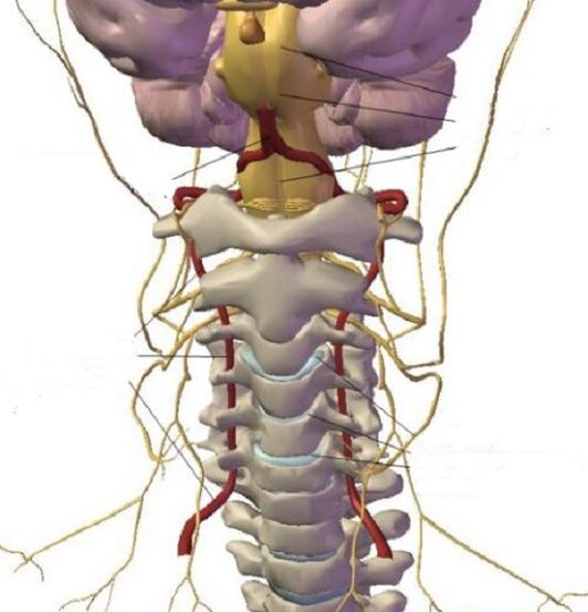 Struktur daérah cervical